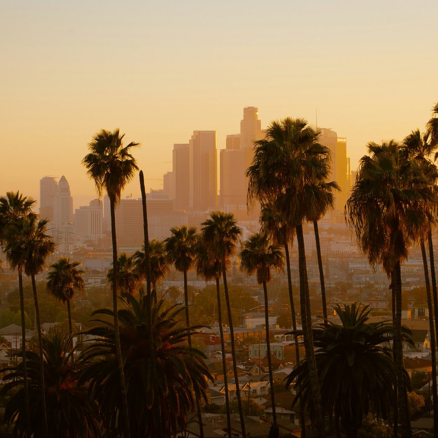palm trees in los angeles california