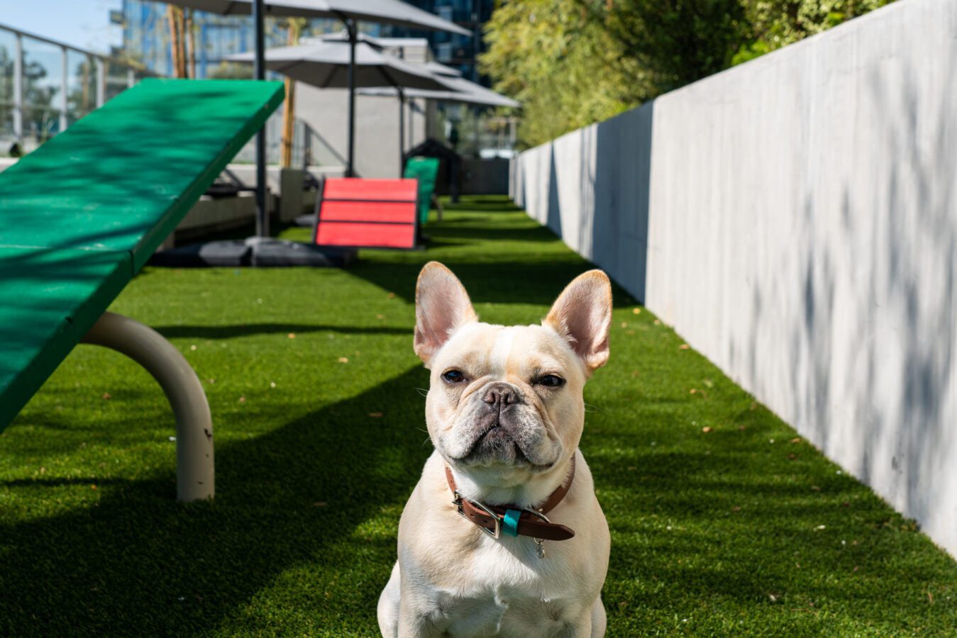 A light-colored French Bulldog sits on artificial grass in a fenced outdoor area with agility equipment and shaded seating in the background.