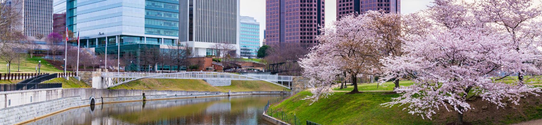 Richmond BC city with pink Cherry Blossom trees in Spring