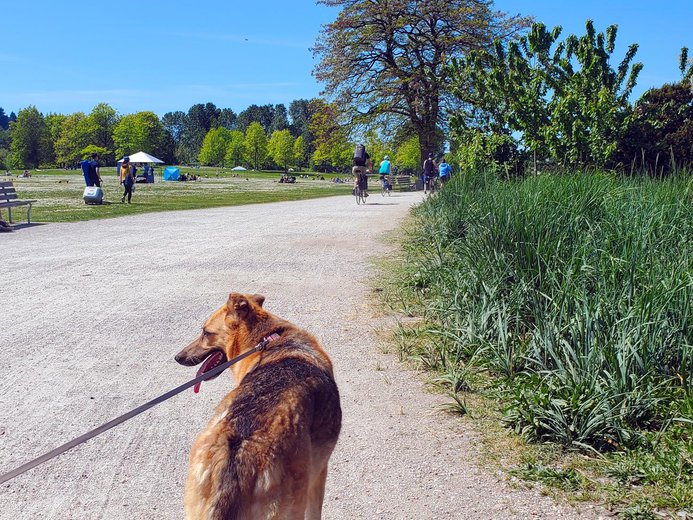 Jericho-Beach-on-leash-Park-Vancouver-BC