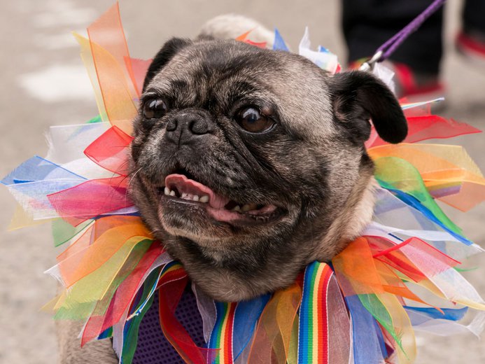 Dog with rainbow colored tutu necklace on for pride celebrations at Level Seattle - South Lake Union