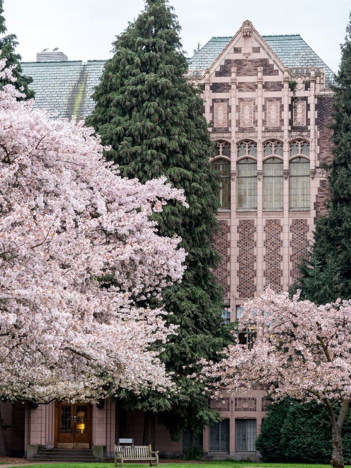 Cherry blossom trees in full bloom in front of heritage building at University of Washington State