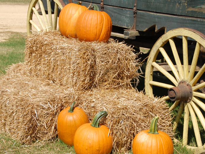 pumpkins