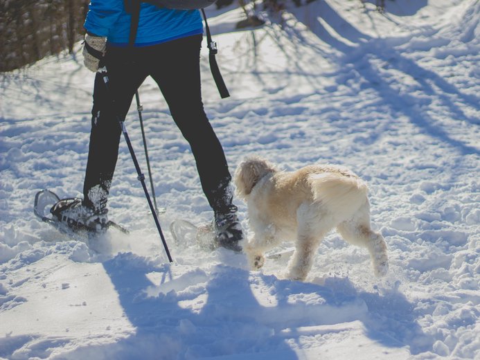 snowshoeing with a dog