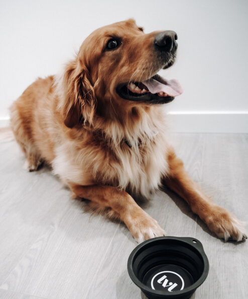 A happy golden retriever lies on a light wood floor with its mouth open and tongue out, next to a black collapsible dog bowl.