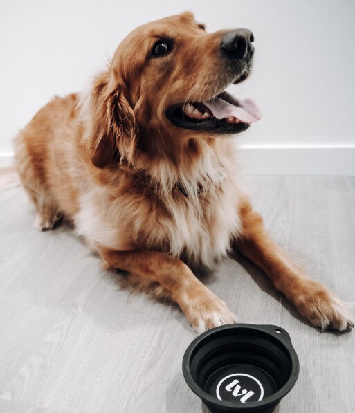 A golden retriever lies on a gray floor with a collapsible black water bowl and a plush bone-shaped toy labeled chews nearby. The dog looks happy with its mouth open and tongue out.