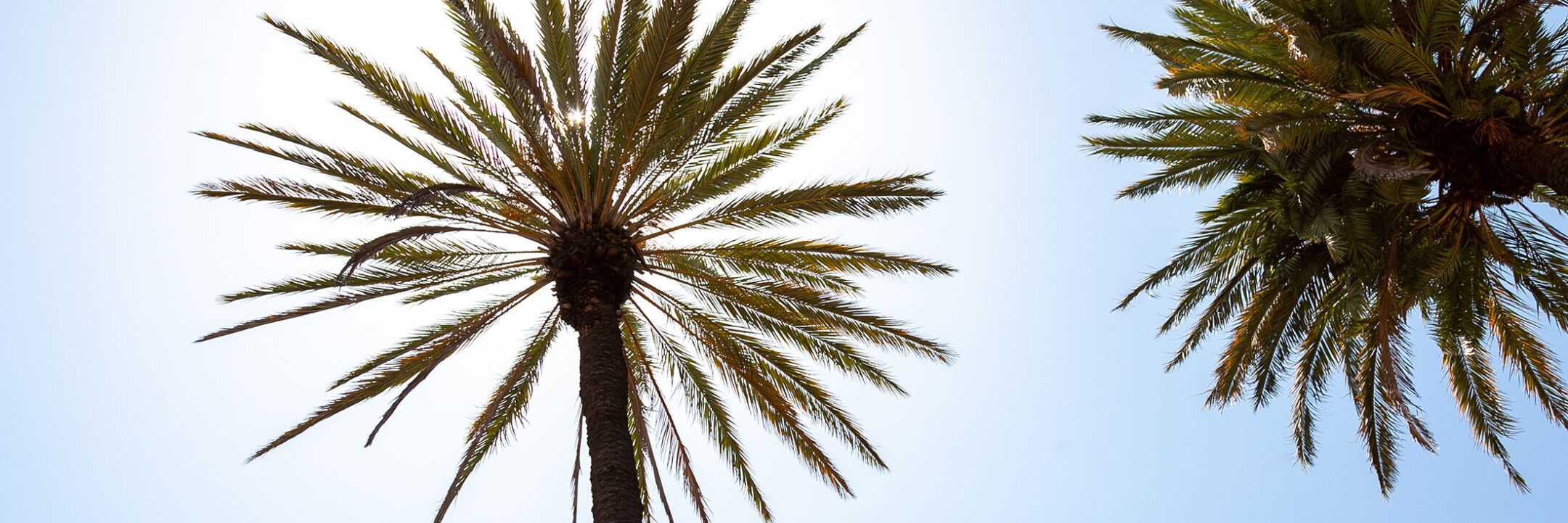 Two tall palm trees with long fronds are seen from below against a bright blue sky, with sunlight shining through the leaves.