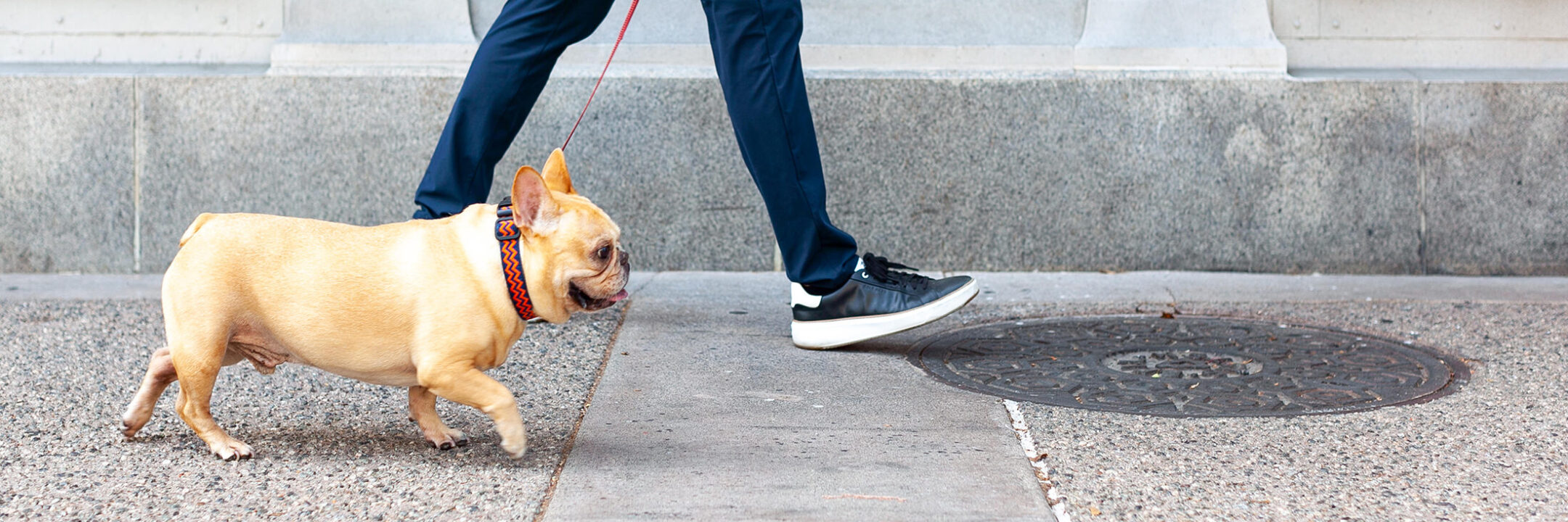 A small, light brown French Bulldog on a red leash walks on a sidewalk beside a person wearing blue pants and black sneakers. Only the persons legs and feet are visible.